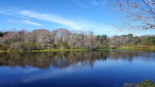 Reflection of trees in calm lake