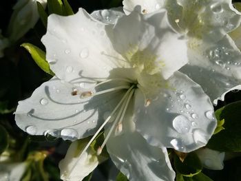 Close-up of wet white flowers blooming outdoors