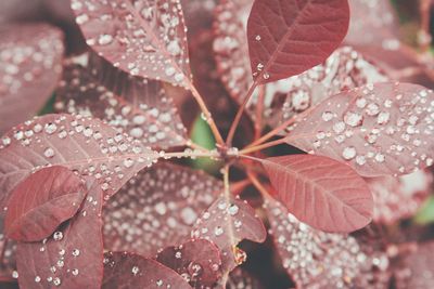 Close-up of leaves on leaf