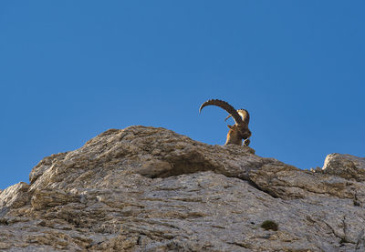 Low angle view of majestic ibex chilling on rock against clear blue sky