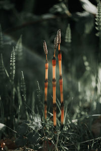 Close-up of plant on field