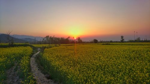 Scenic view of field against sky during sunset