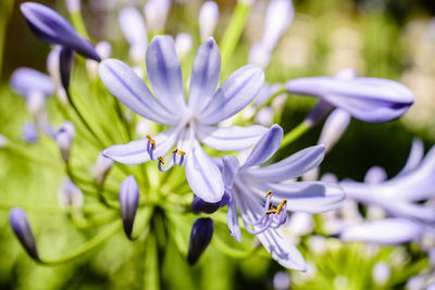 Close-up of purple flowering plant