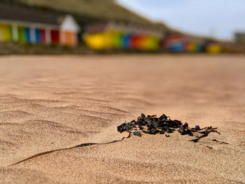 Close-up of crab on sand