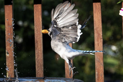 Bluejay takes off after finding a peanut