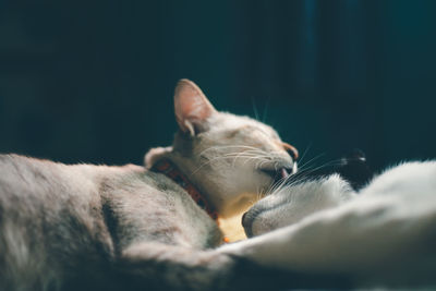 Close-up of a cat resting