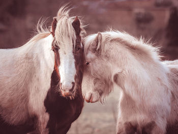 Horses loving each other