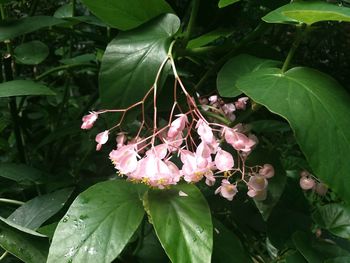 Close-up of pink flower