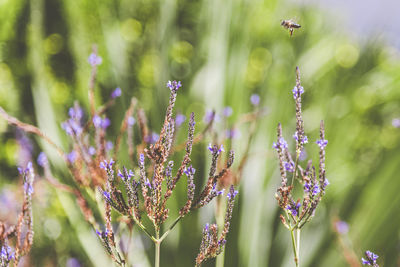 Close-up of insect on purple flowering plant