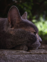 Close-up of a cat sleeping