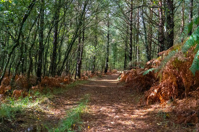 Trail amidst trees in forest