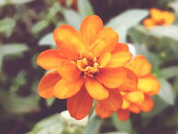 Close-up of orange marigold flower