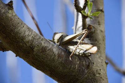 Close-up of insect on tree branch