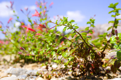 Close-up of plant against sky