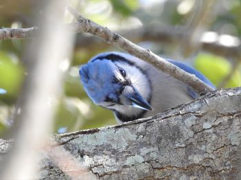 Close-up of bird perching on branch