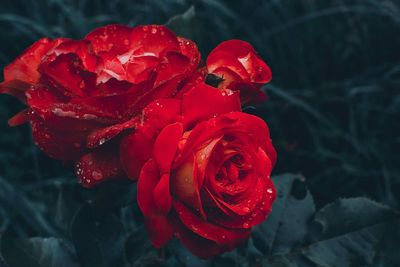 Close-up of wet red rose