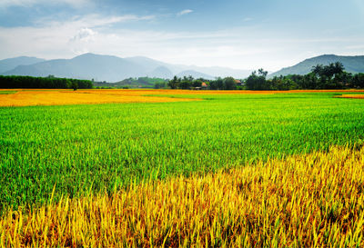 Scenic view of agricultural field against sky