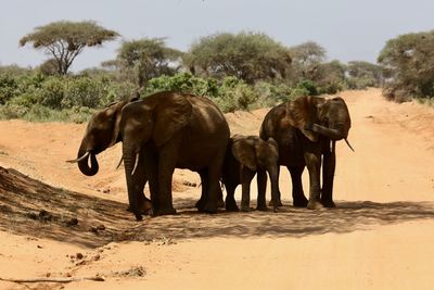 Elephant on sand against sky