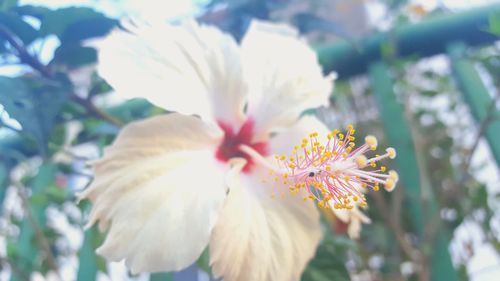 Close-up of pink flowering plant