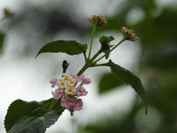 Close-up of small flower on plant