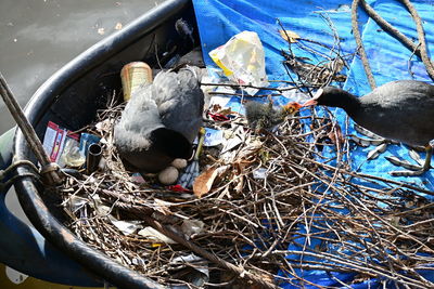 High angle view of birds in nest