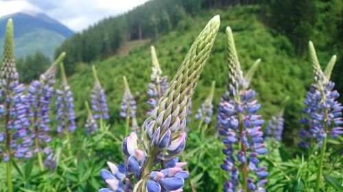 Close-up of plant growing on field