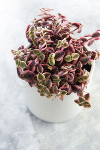 Close-up of succulent plant on table