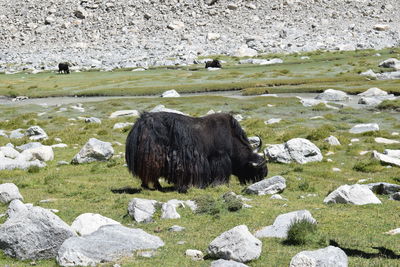 Wild yak grazing in the field