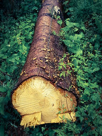 Close-up of tree trunk