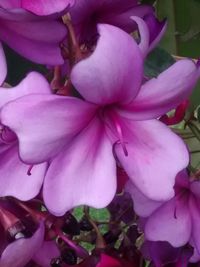 Close-up of pink flowers blooming outdoors