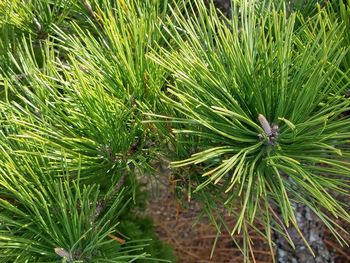 Close-up of pine tree