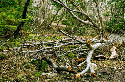 Fallen tree in forest