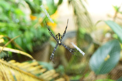 Close-up of spider on plant