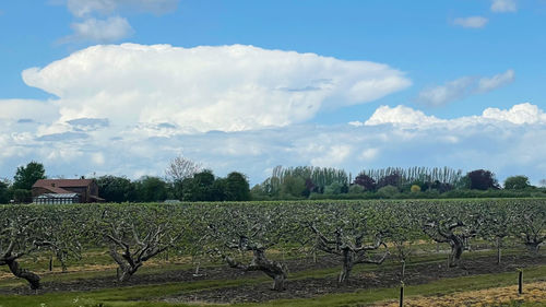 Scenic view of vineyard against sky