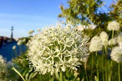 Close-up of white flowering plant against sky