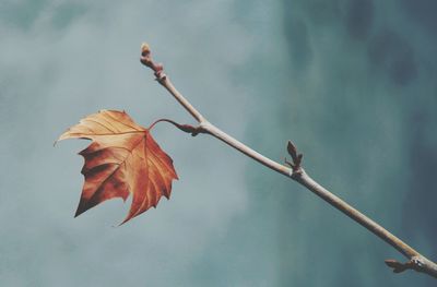 Close-up of dry leaves against blurred background