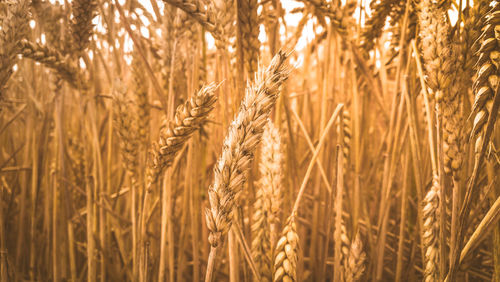 Close-up of wheat field