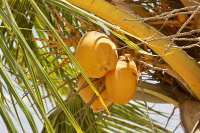 Close-up of fruit growing on tree