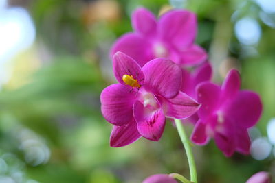 Close-up of pink flowers blooming outdoors