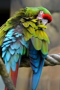 Close-up of parrot perching on branch