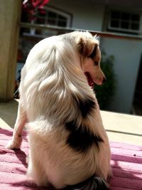 Close-up of a dog looking away