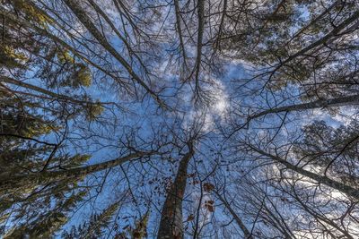 Low angle view of bare trees against sky