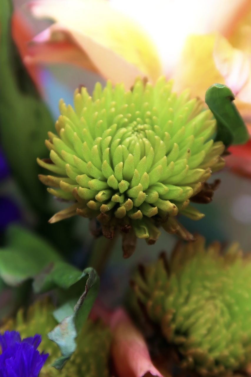 CLOSE-UP OF SUCCULENT PLANTS