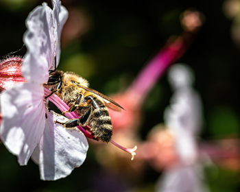 Close-up of bee pollinating on flower