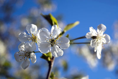 Close-up of white cherry blossoms
