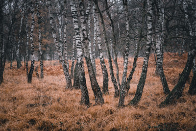 Trees on field in forest