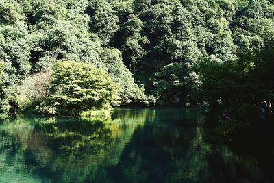 Scenic view of lake in forest