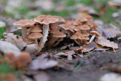 Close-up of mushrooms growing on field