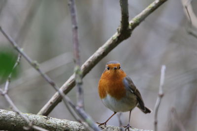 Close-up of robin perching on branch