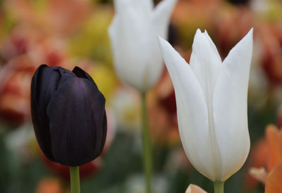 Close-up of flower blooming outdoors